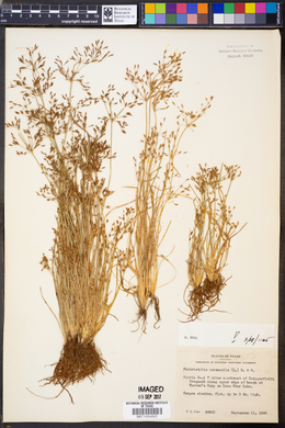 Fimbristylis autumnalis image