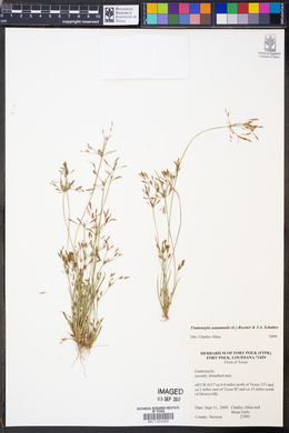 Fimbristylis autumnalis image