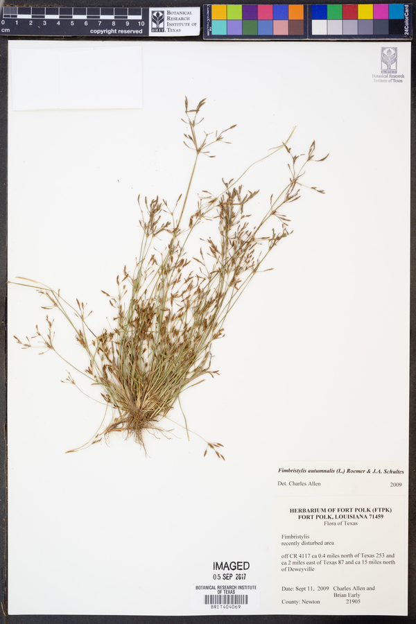 Fimbristylis autumnalis image