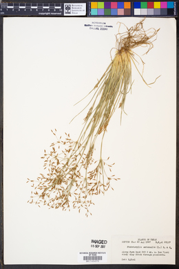 Fimbristylis autumnalis image