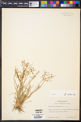 Fimbristylis autumnalis image