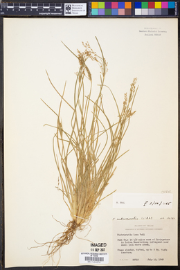 Fimbristylis autumnalis image