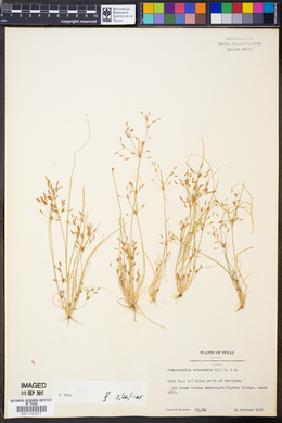 Fimbristylis autumnalis image