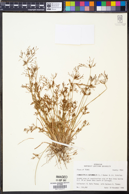 Fimbristylis autumnalis image