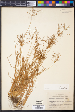 Fimbristylis autumnalis image