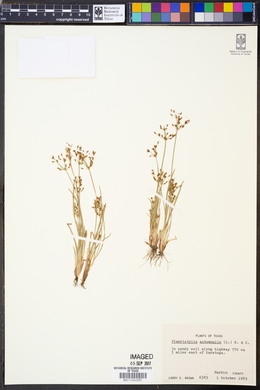 Fimbristylis autumnalis image