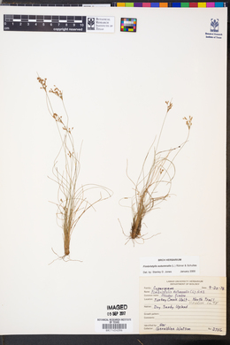 Fimbristylis autumnalis image