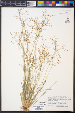 Fimbristylis autumnalis image