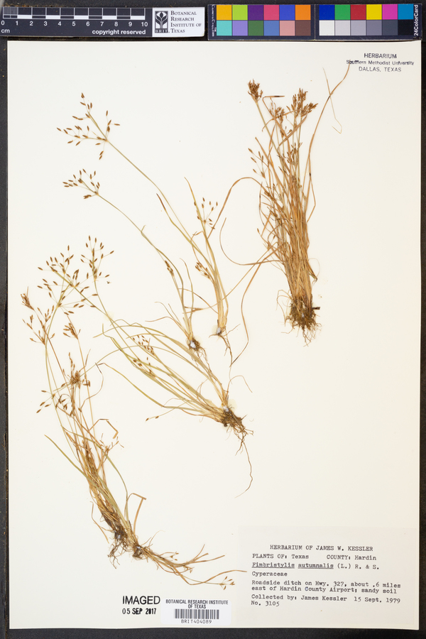 Fimbristylis autumnalis image