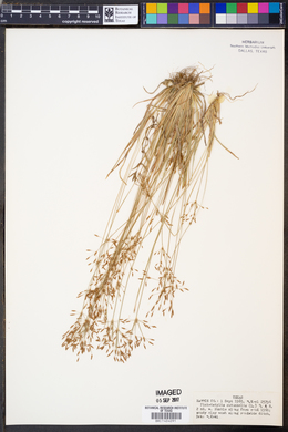 Fimbristylis autumnalis image