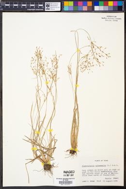 Fimbristylis autumnalis image