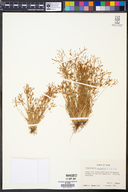 Fimbristylis autumnalis image