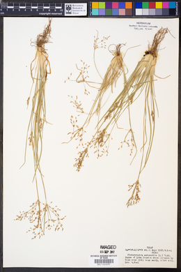 Fimbristylis autumnalis image