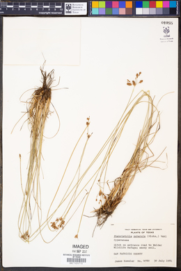 Fimbristylis autumnalis image