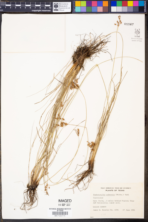 Fimbristylis puberula image