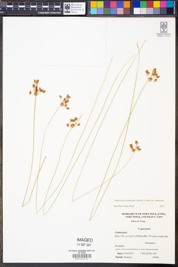 Fimbristylis puberula var. puberula image