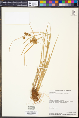 Cyperus pseudovegetus image