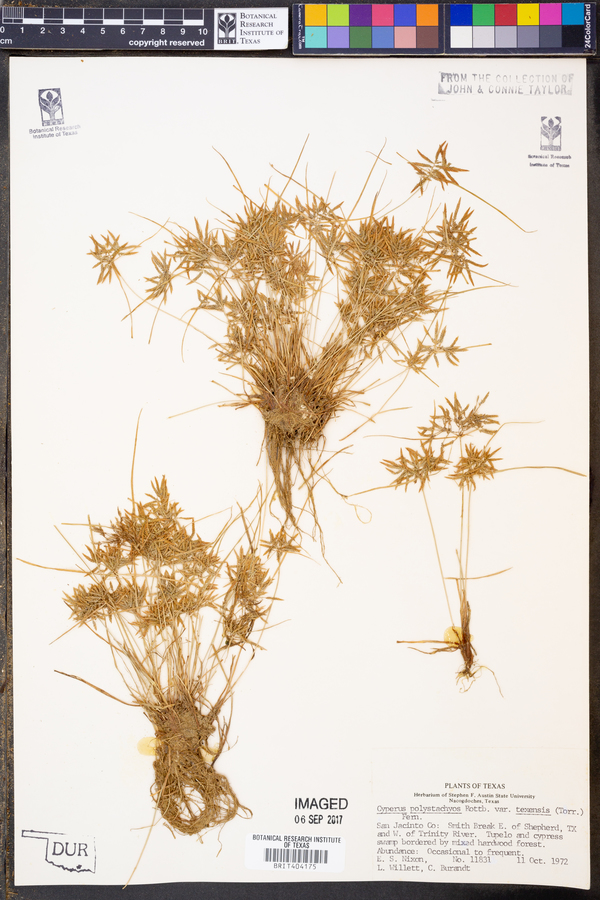 Cyperus polystachyos var. texensis image