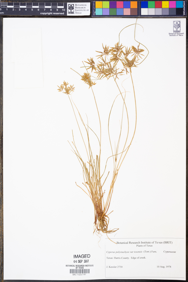 Cyperus polystachyos var. texensis image