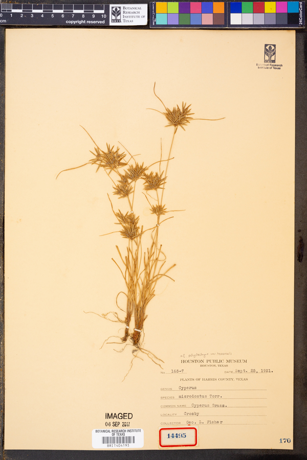 Cyperus polystachyos var. texensis image