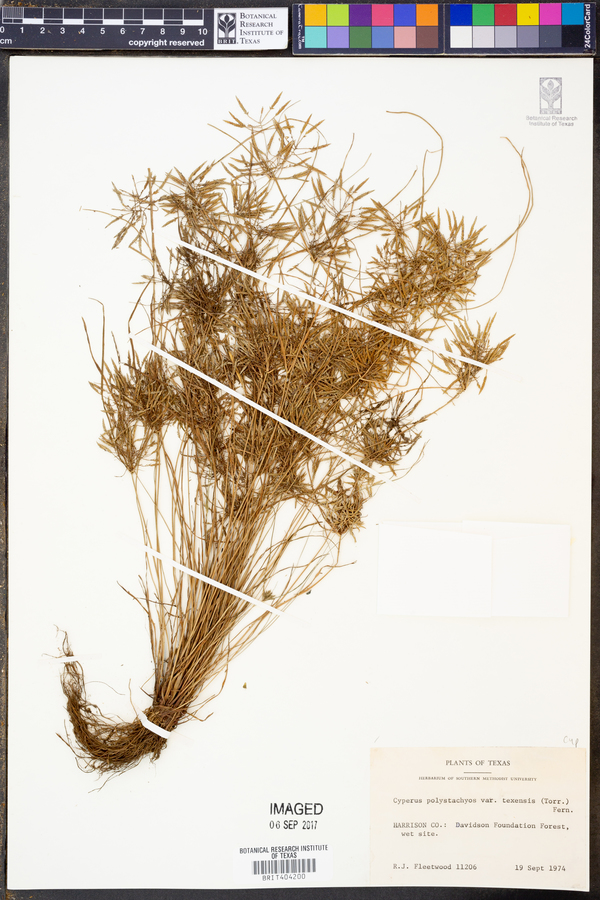 Cyperus polystachyos var. texensis image