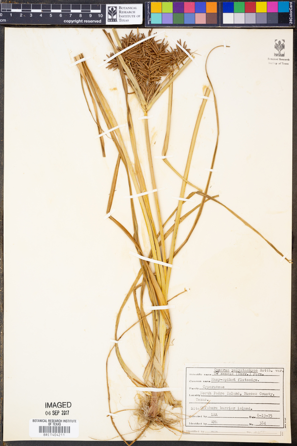 Cyperus polystachyos var. texensis image