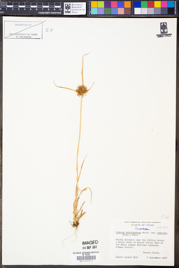 Cyperus polystachyos var. texensis image