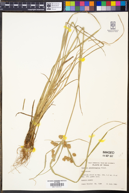 Cyperus pseudovegetus image