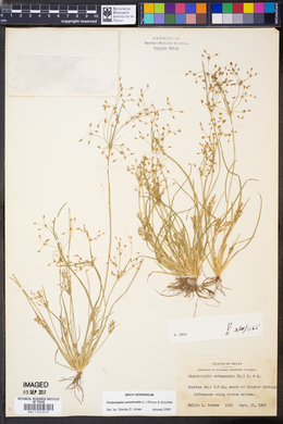 Fimbristylis autumnalis image