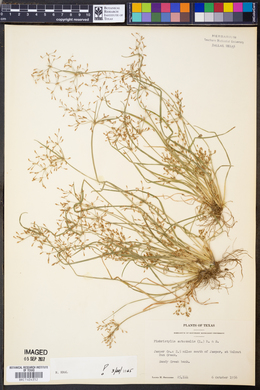 Fimbristylis autumnalis image