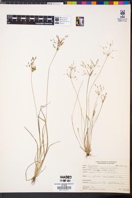 Fimbristylis autumnalis image