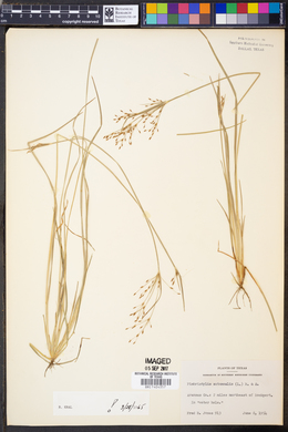 Fimbristylis autumnalis image