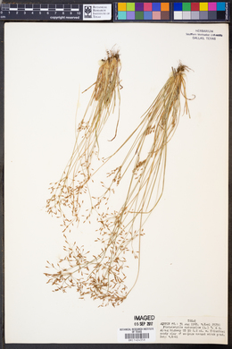 Fimbristylis autumnalis image