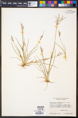 Fimbristylis autumnalis image