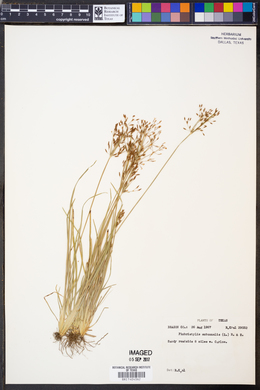 Fimbristylis autumnalis image