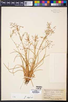 Fimbristylis autumnalis image