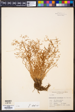 Fimbristylis autumnalis image