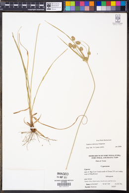 Cyperus retrorsus image