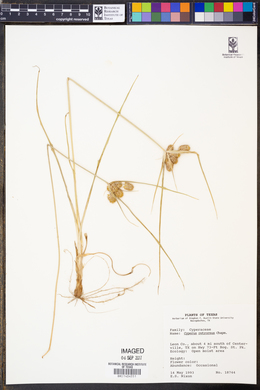 Cyperus retrorsus image