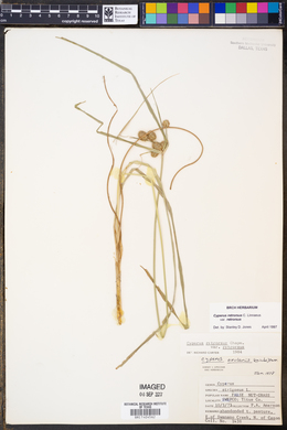 Cyperus retrorsus image