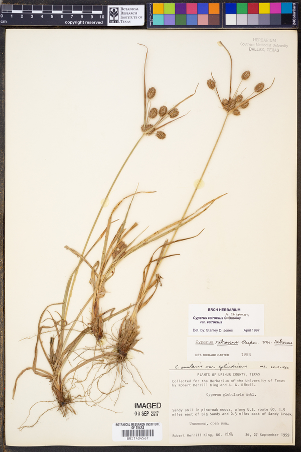 Cyperus retrorsus var. retrorsus image