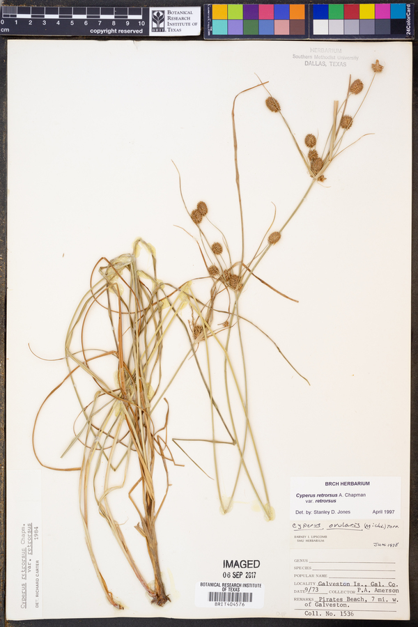 Cyperus retrorsus image