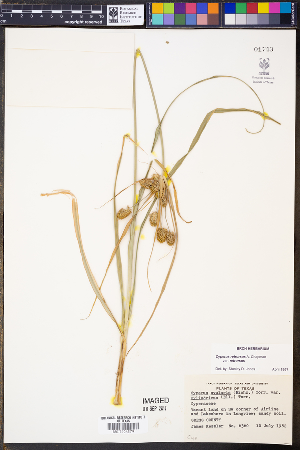 Cyperus retrorsus image