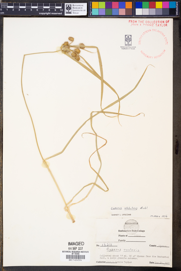 Cyperus globulosus image
