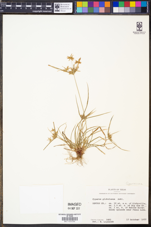 Cyperus globulosus image