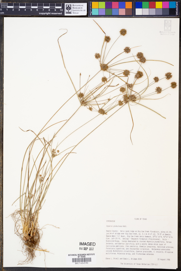 Cyperus globulosus image