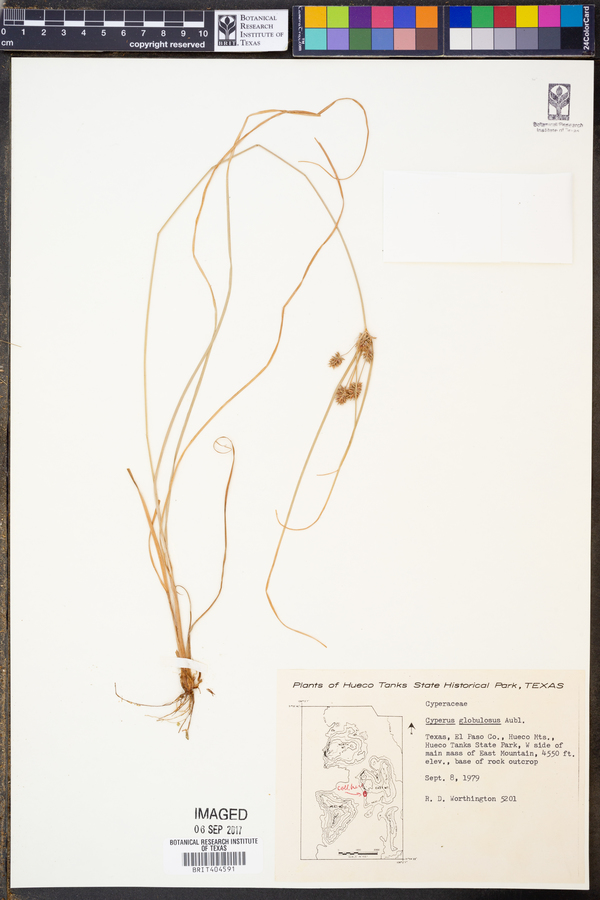 Cyperus globulosus image