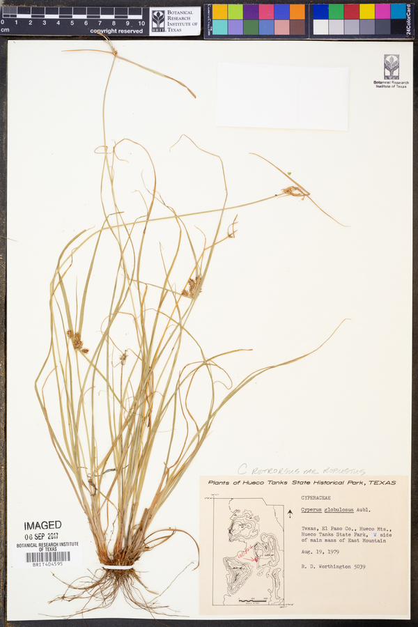 Cyperus retrorsus var. robustus image