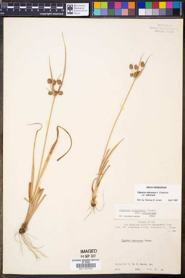 Cyperus retrorsus var. retrorsus image