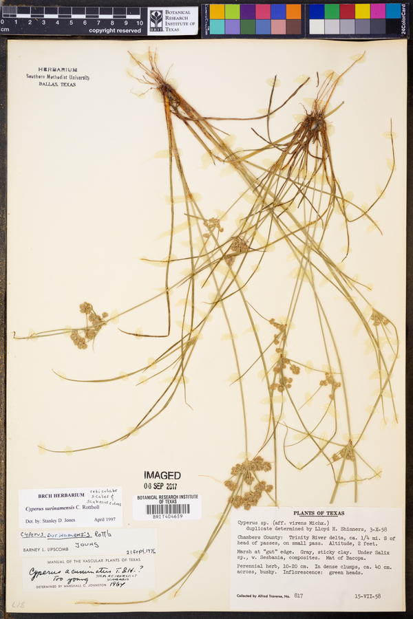 Cyperus surinamensis image